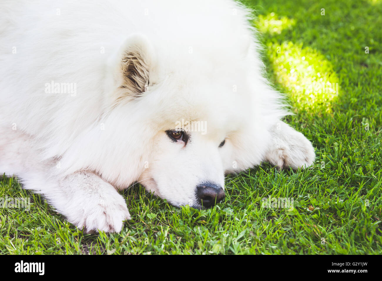 Weiße flauschiger Samoyed Hund liegt auf einem grünen Rasen, Nahaufnahme Stockfoto