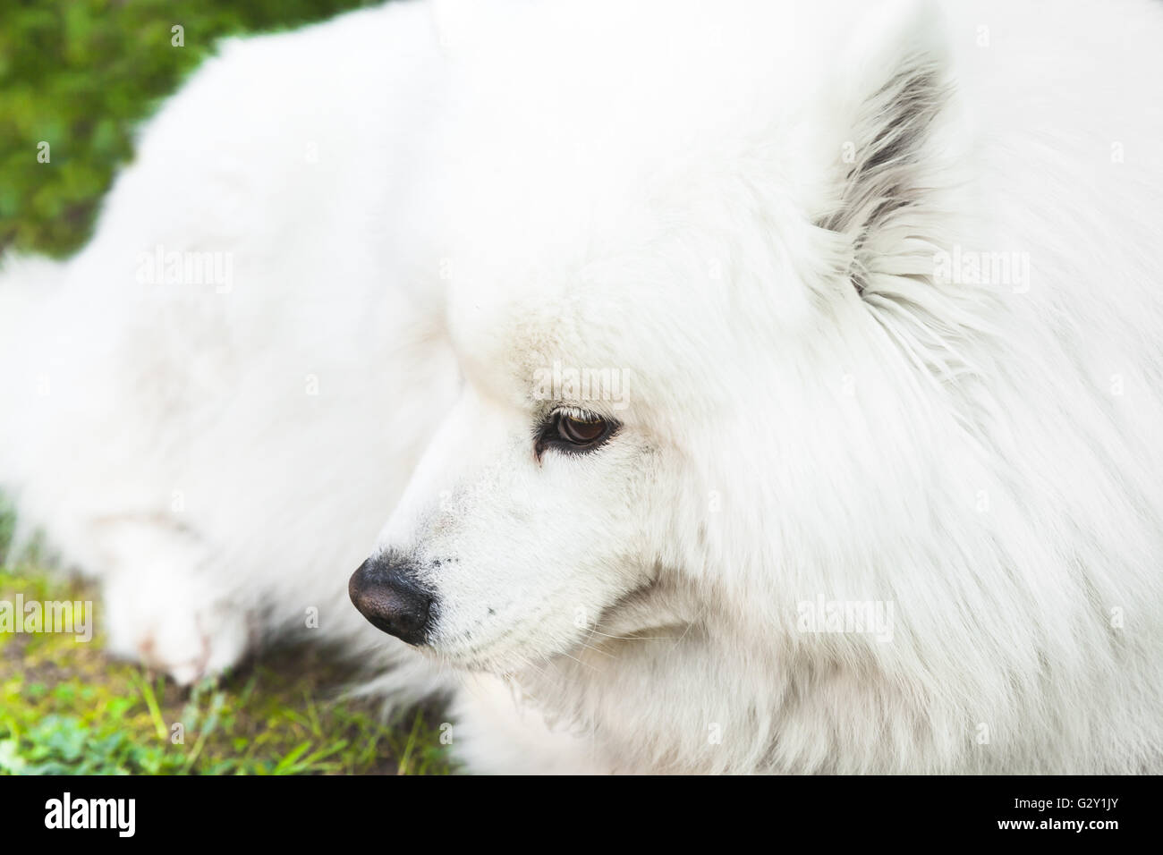 Weiße flauschiger Samoyed Hund liegt auf einem grünen Rasen, Nahaufnahme Foto Stockfoto