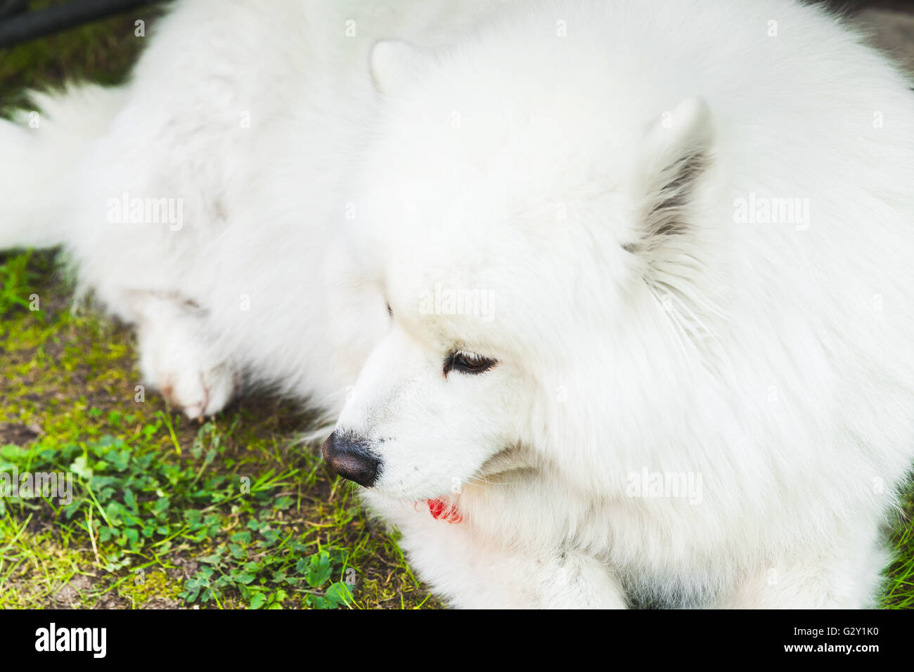 Weiße flauschiger Samoyed Hund liegt auf einem grünen Rasen Stockfoto