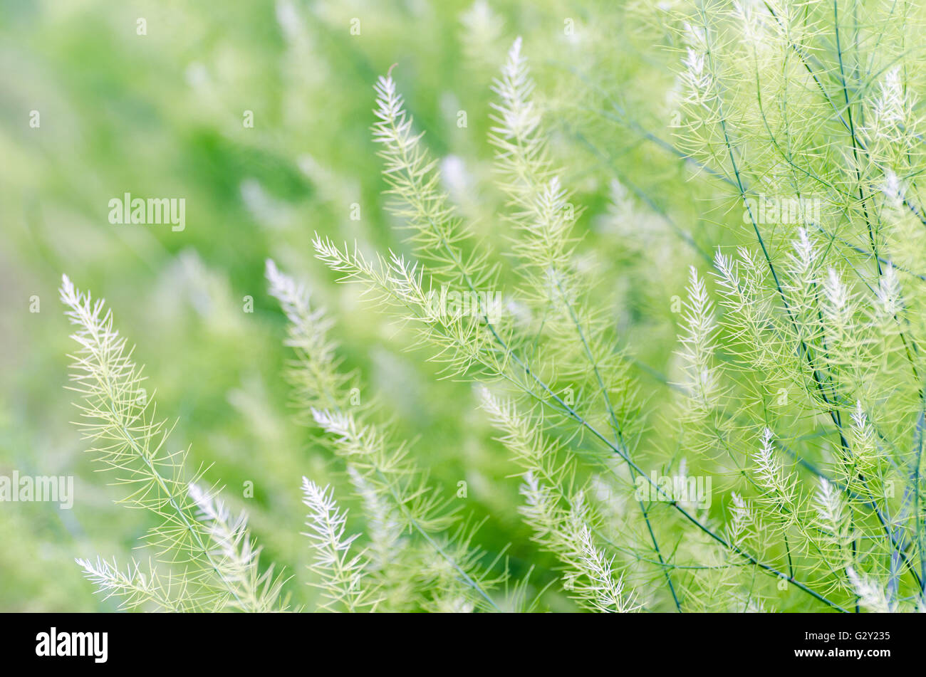 Natürlichen Hintergrund kleine grüne Blätter der Spargel Officinalis Stockfoto