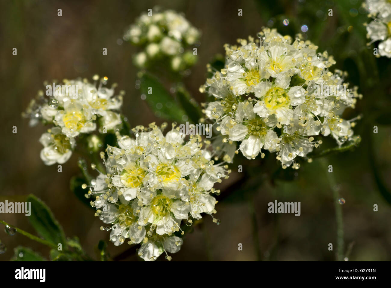 Kleine weiße Blüten bedeckt von Tautropfen Stockfoto
