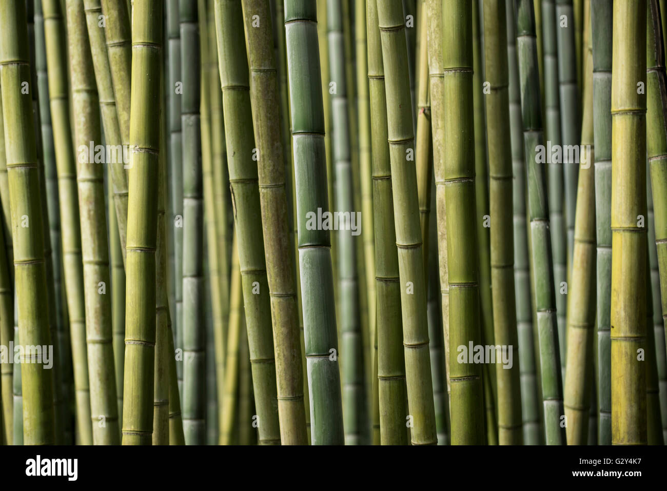 Bambus, Gärten von Ninfa, Cisterna di Latina, Italien. Stockfoto