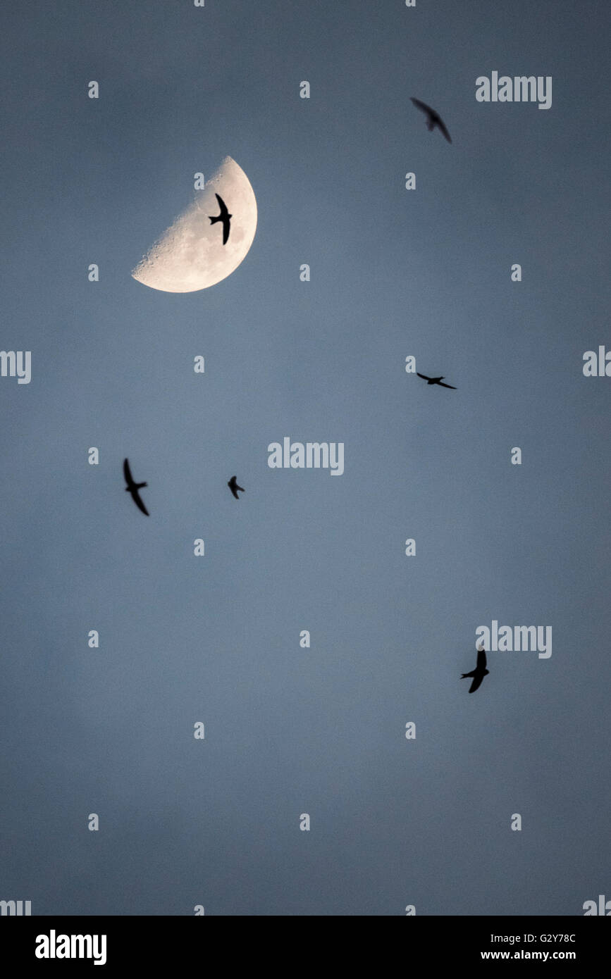 Zunehmender Mond und Mauersegler fliegen Stockfoto