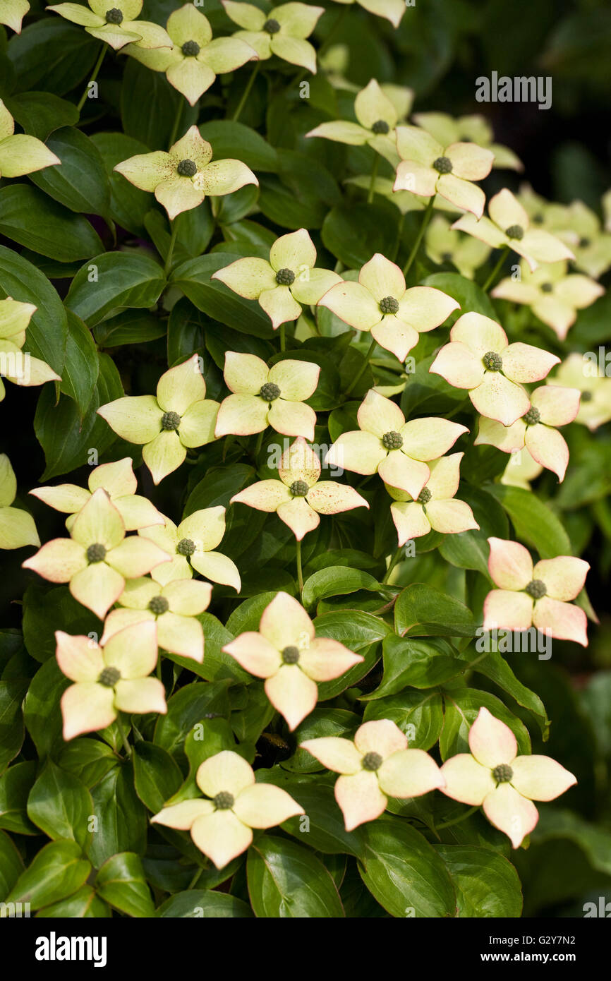 Cornus Kousa im Frühjahr. Stockfoto