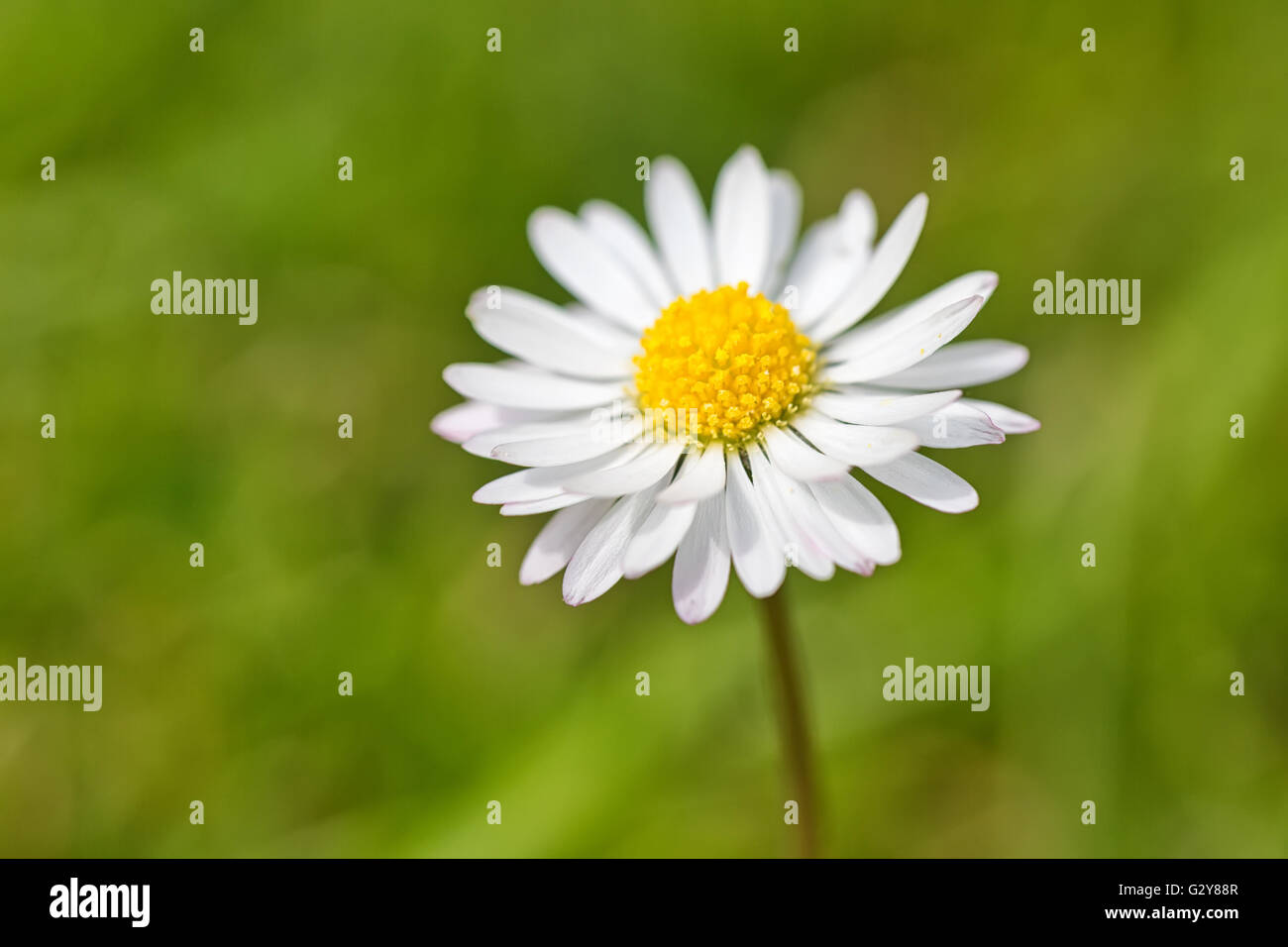Frühlingsblume Daisy extreme Makro erschossen mit grünem Hintergrund Stockfoto