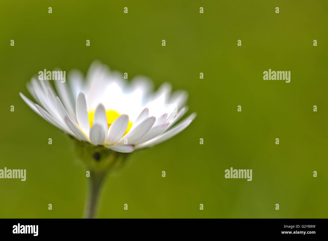Frühlingsblume Daisy extreme Makro erschossen mit grünem Hintergrund Stockfoto