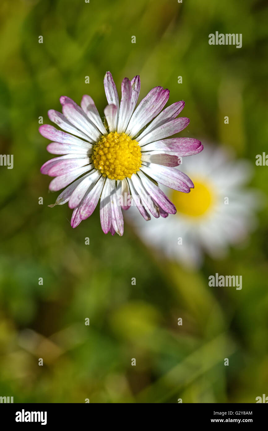 Top Perspektive von einer Feder Blume Daisy extreme Makro erschossen in einem Feld von Gänseblümchen Stockfoto