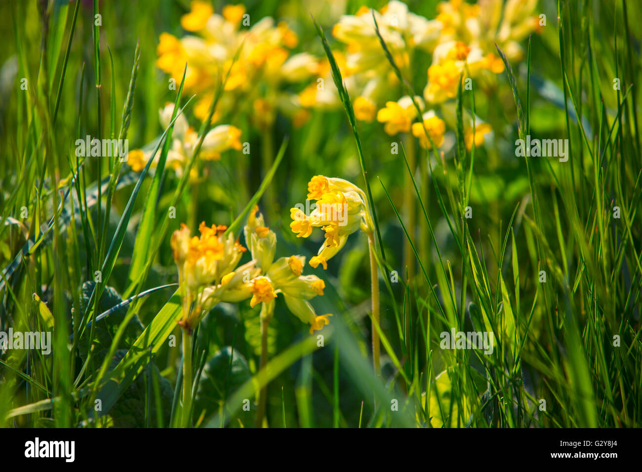 Schlüsselblume Pflanzen in voller Blüte im Frühling Rasen Wiese Stockfoto