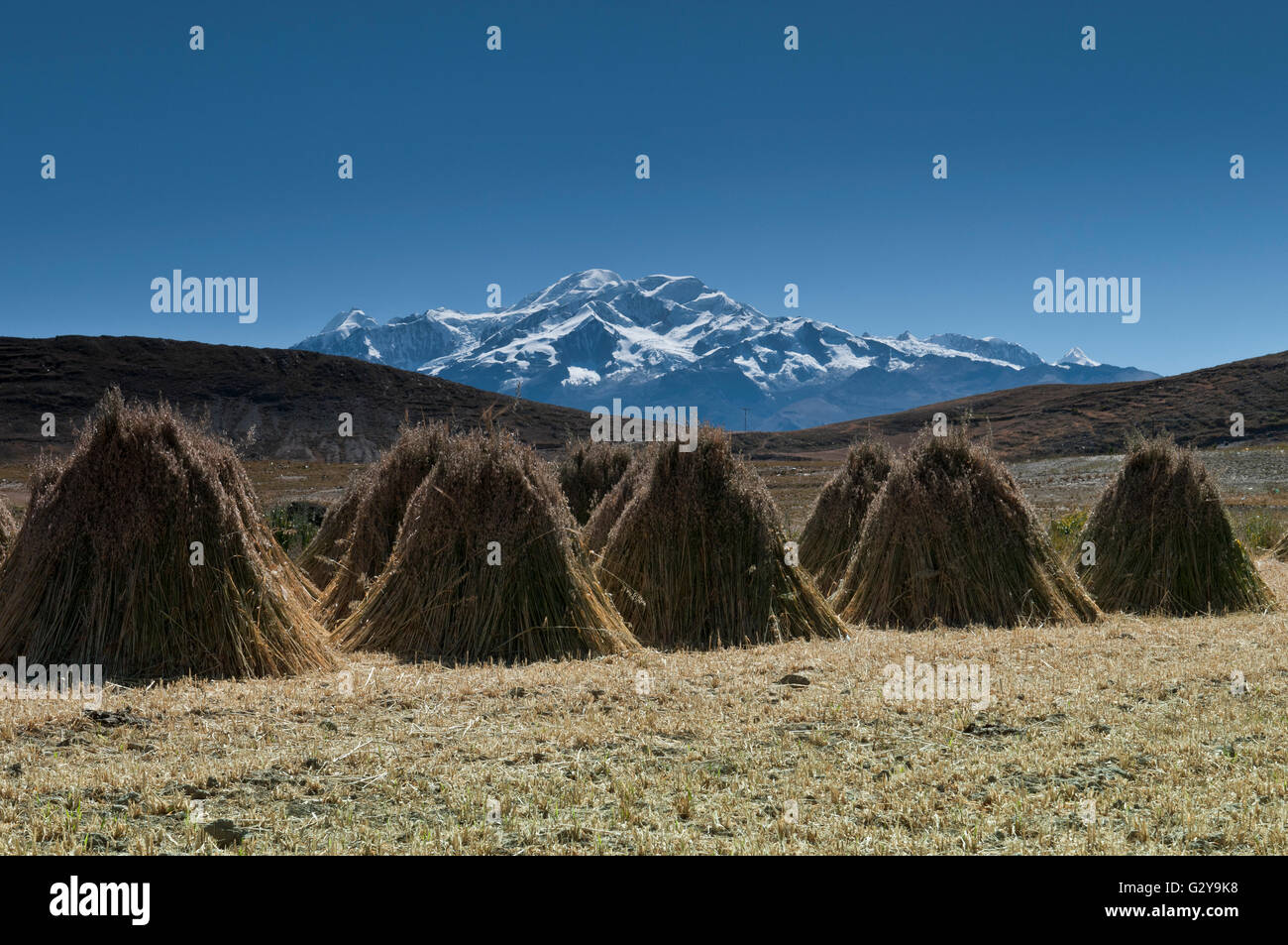 Straße La Paz-Sorata, Heu Stapeln mit schneebedeckten Berge im Hintergrund Stockfoto