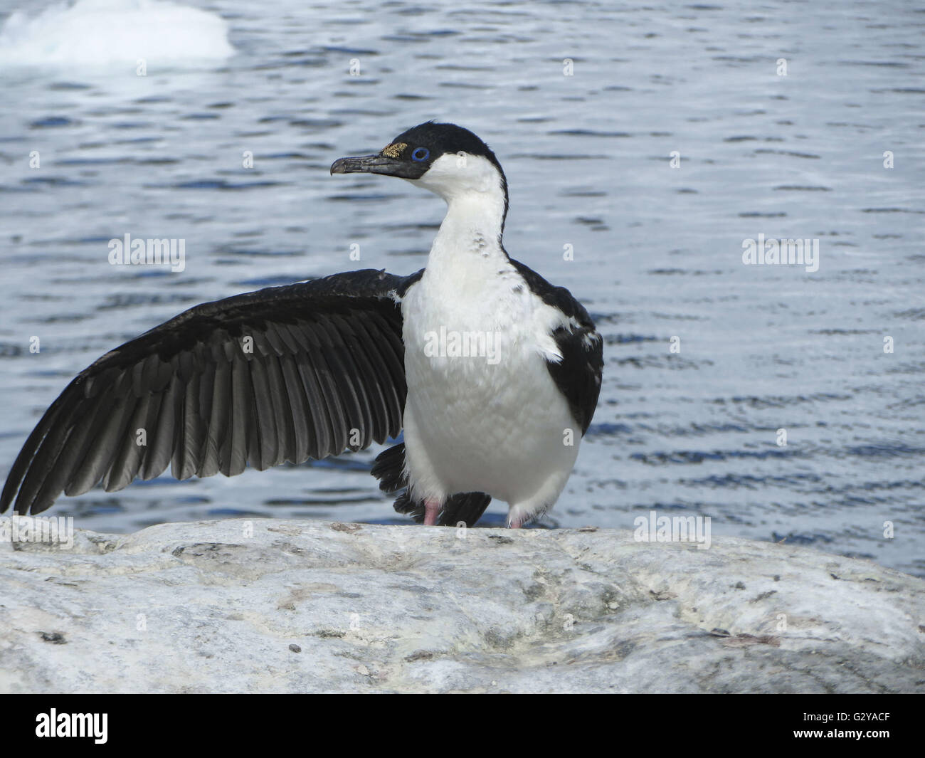 Antarktis Blue Eyed Shag (Phalacrocorax Bransfieldensis) verbreiten einen Flügel auf ein "Voilà" Zeichen in der Antarktis Stockfoto