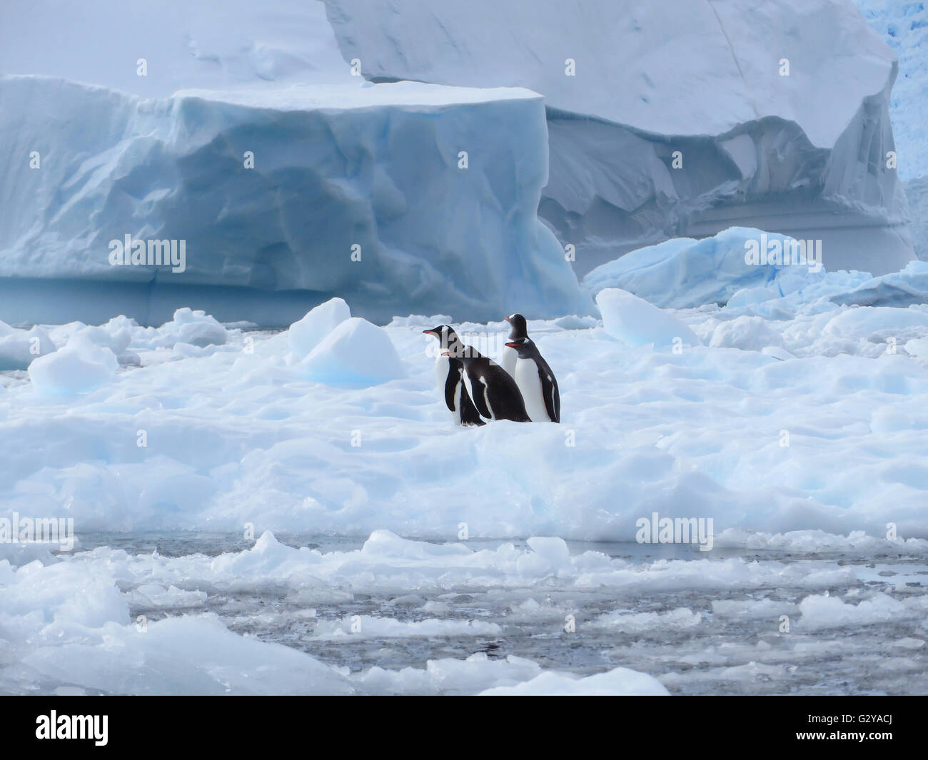 Vier niedliche Gentoo Pinguine (Pygoscelis Papua) sitzen zusammen auf dem Meereis, Antarktis Stockfoto