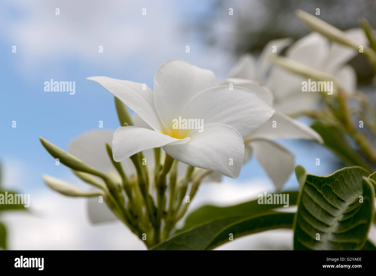 Weißen Frangipani, Plumeria Pudica oder Bridal Bouquet in der Natur Stockfoto