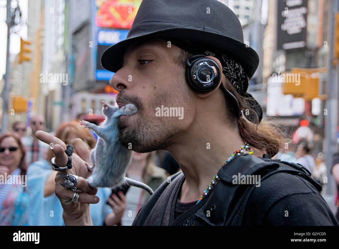 Eine Straße Straßenmusiker sanft beißen eines seiner blauen Haustierratten in Midtown Manhattan, New York City Times Square. Stockfoto