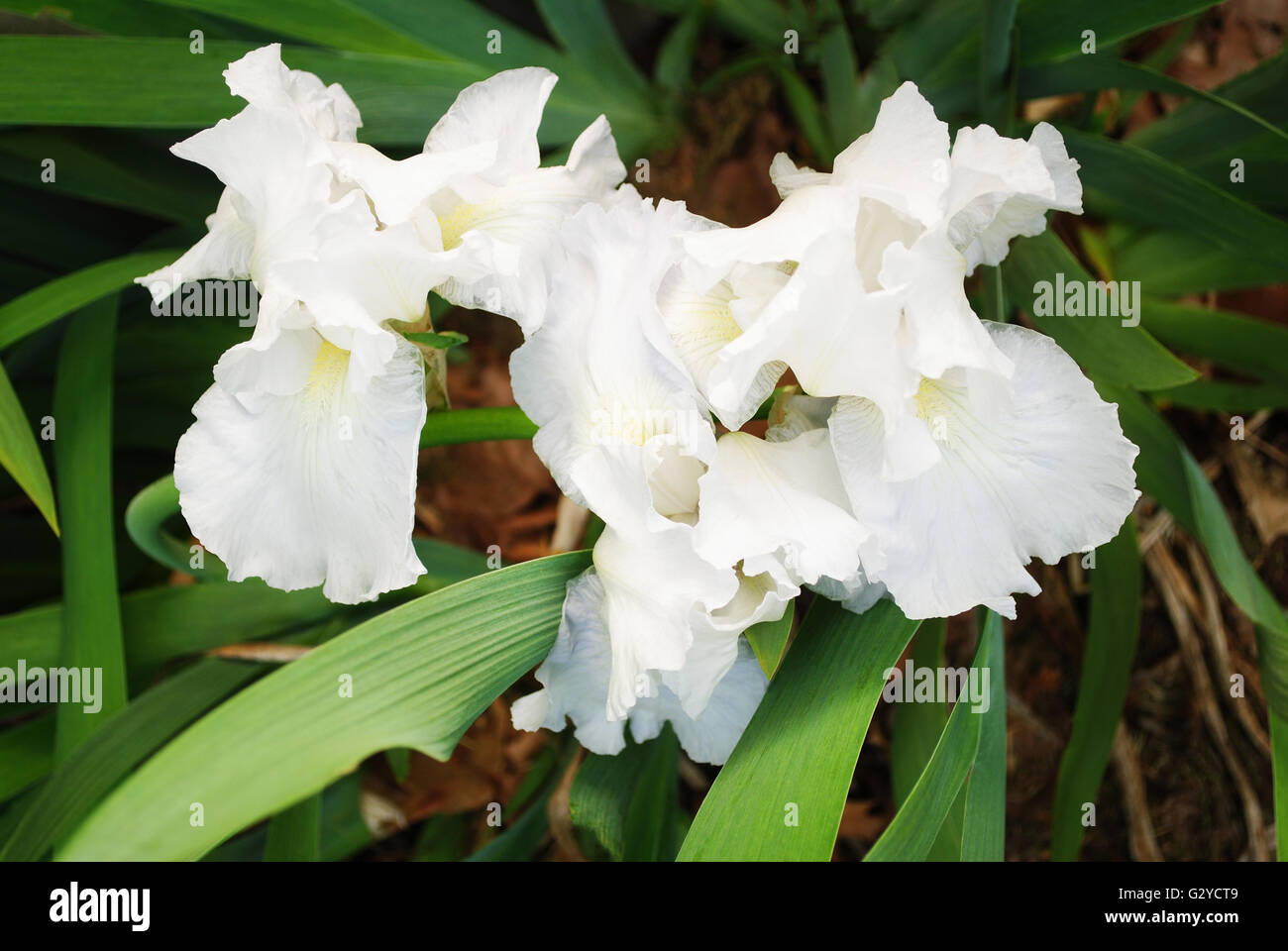 Bärtige Pure White Schwertlilien blühen im Frühjahr Stockfoto