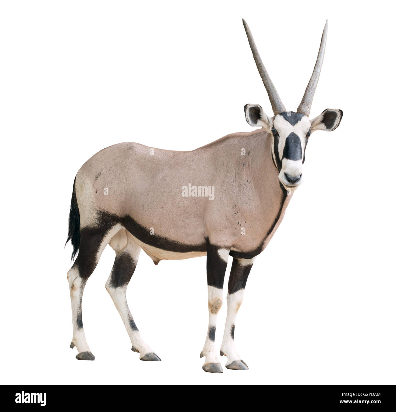 Oryx oder Oryx gazella auf weißem Hintergrund Stockfoto