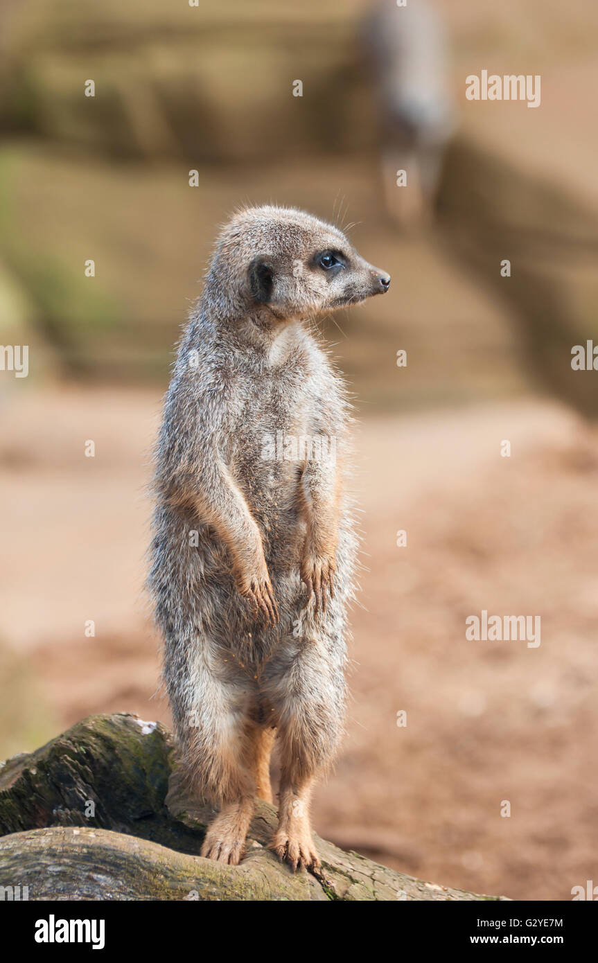 Wilde Erdmännchen Stockfoto