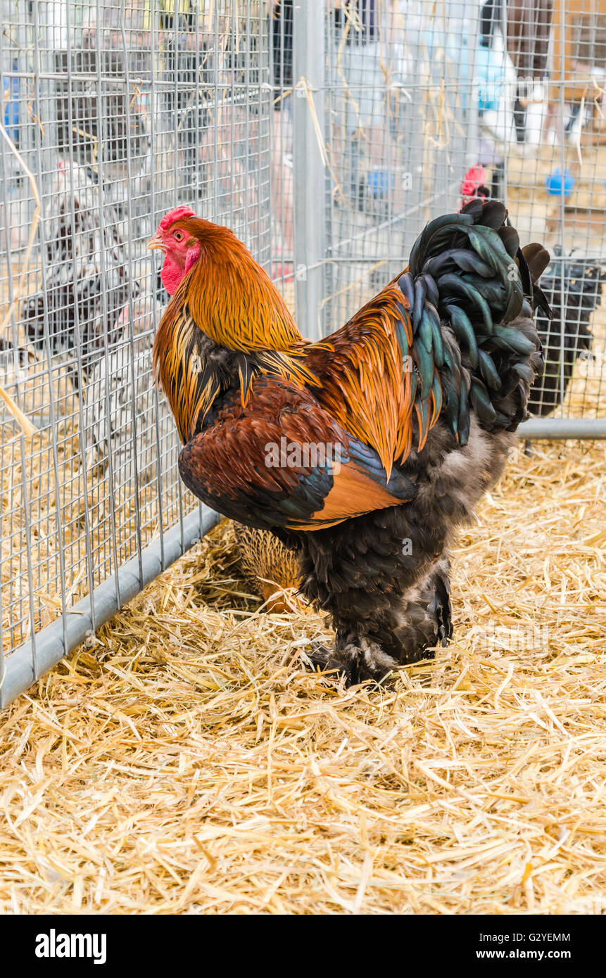 Große schöne reinrassige Hahn auf einem Bauernhof, Nahaufnahme Stockfoto