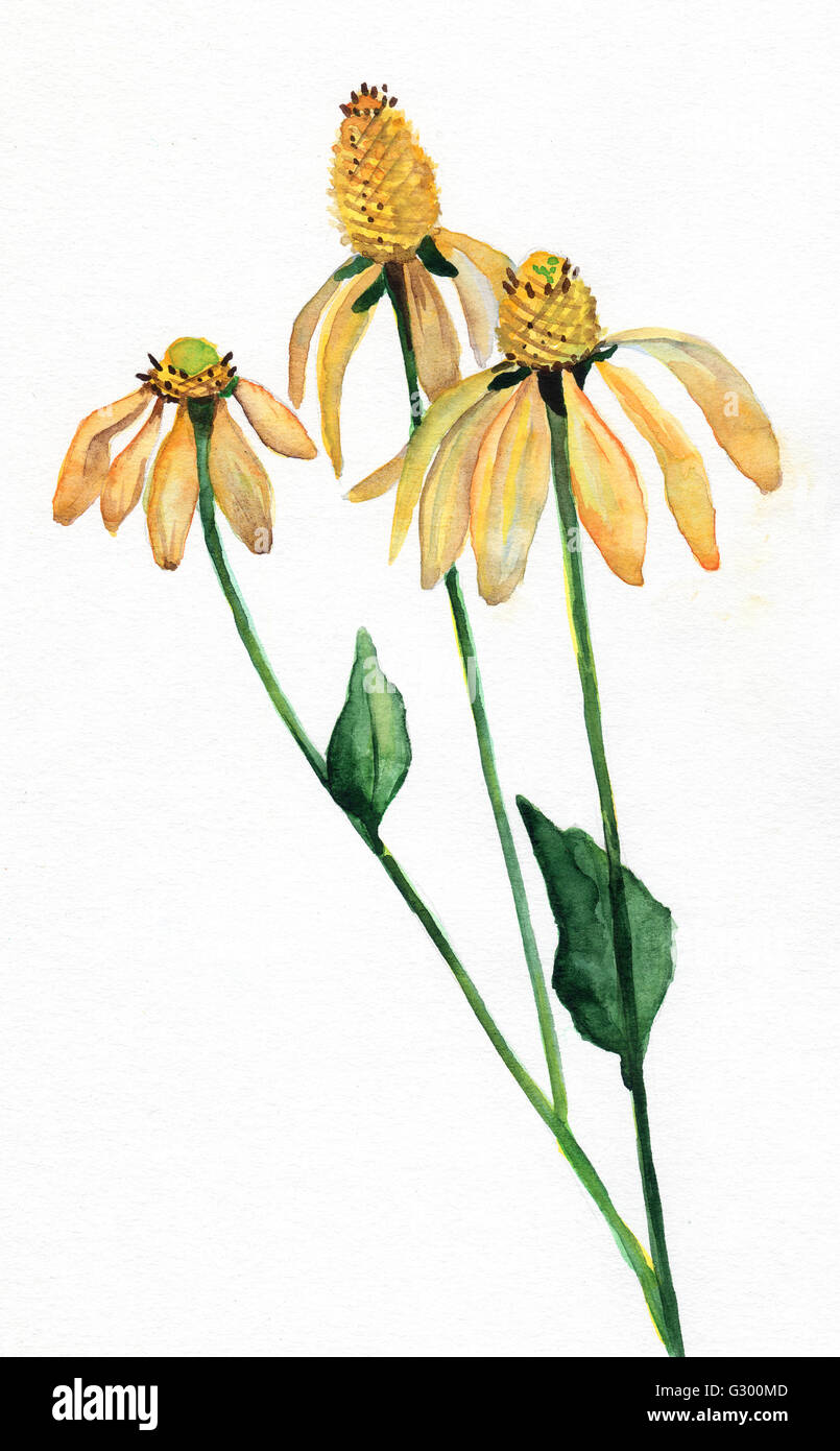gelbe Blumen Aquarell gemalt Stockfotografie