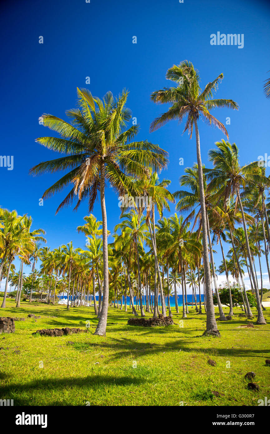 Palmen am Strand der Osterinsel. sonniges Wetter Stockfoto