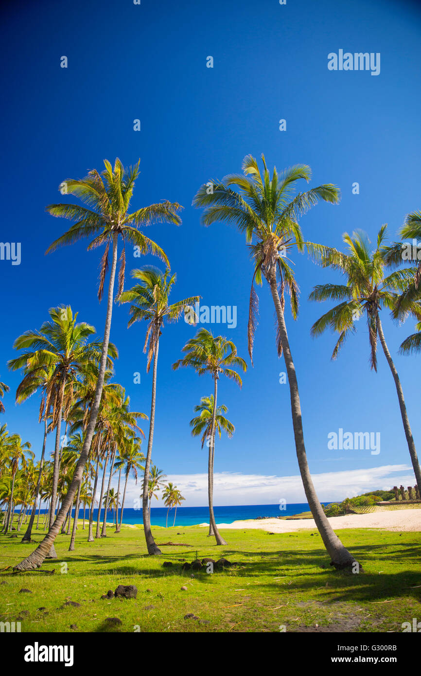 Palmen am Strand der Osterinsel. sonniges Wetter Stockfoto