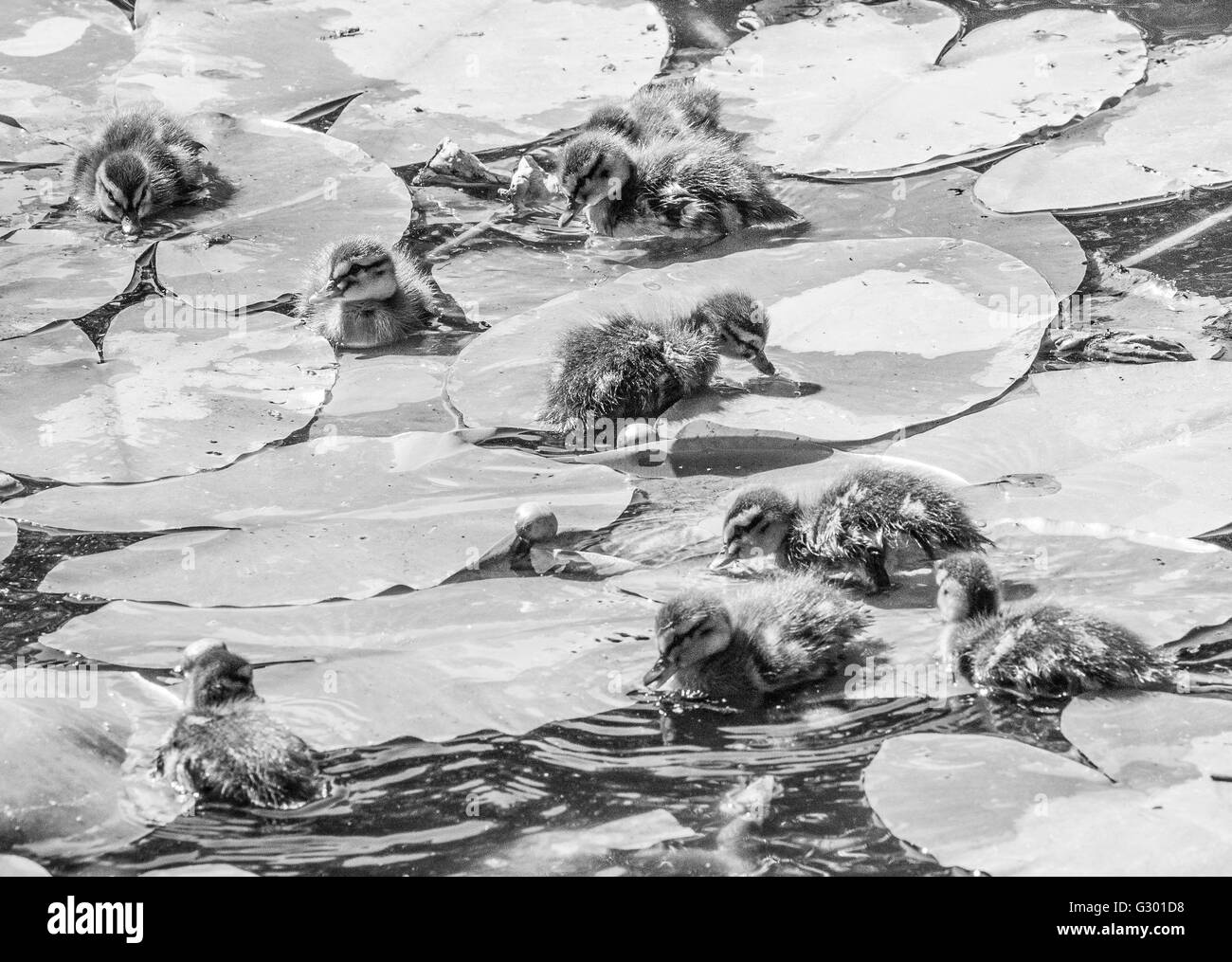 Entenküken Schwimmen unter Wasser lillys Stockfoto