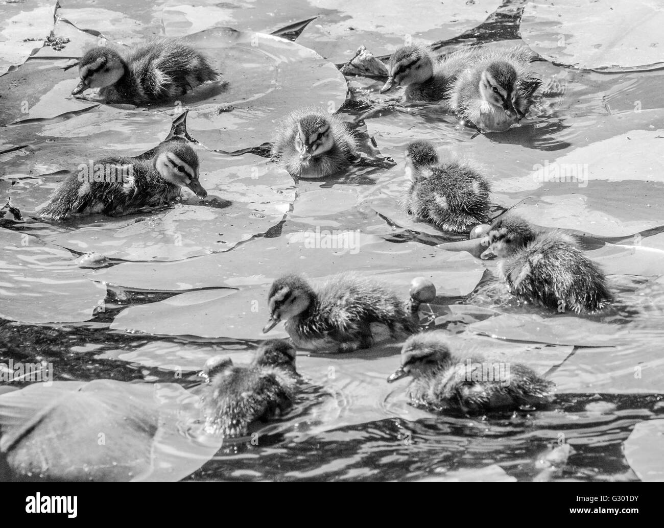 Entenküken Schwimmen unter Wasser lillys Stockfoto
