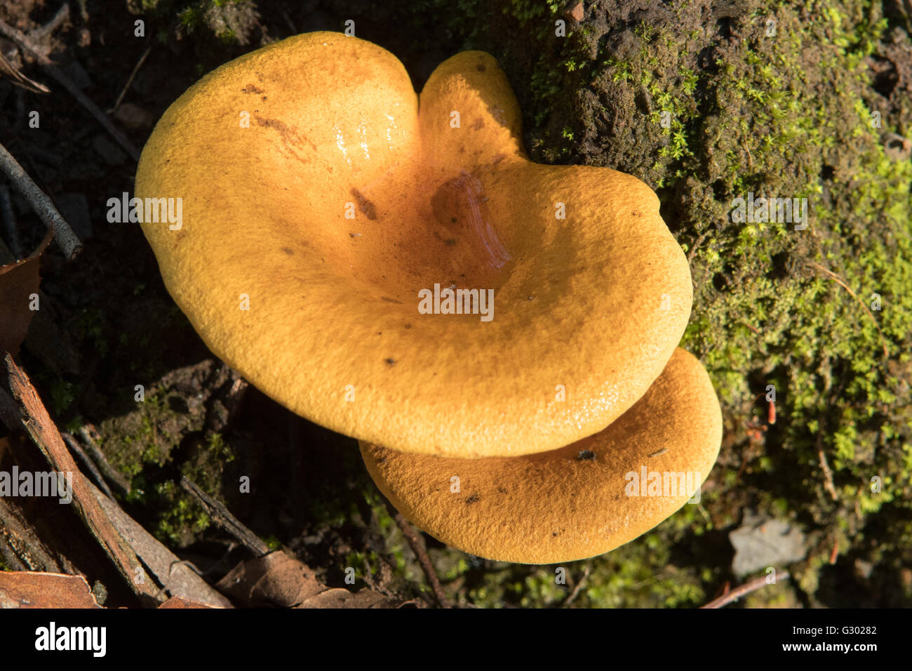 Austropaxillus Infundibuliformis, Naturs Vogelbad Stockfoto