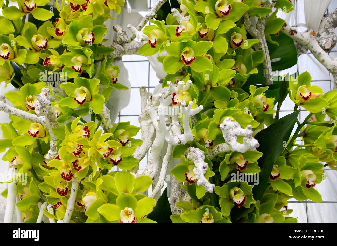 Grünen Cymbidium Orchideen Orchidee anzeigen im Keukenhof Gärten, 2016 Stockfoto