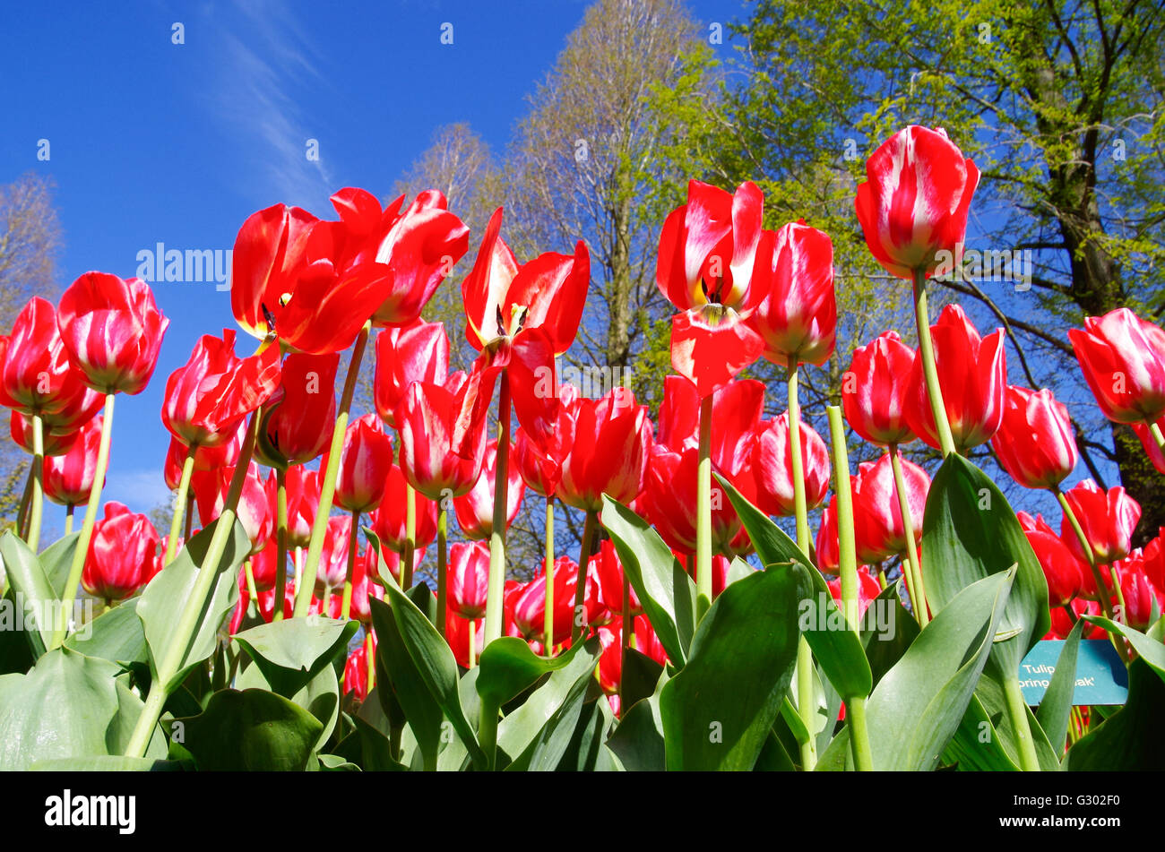 Hoch aufragende Tulpen (Spring Break) in Keukenhof Gärten in den Niederlanden im Jahr 2016 Stockfoto