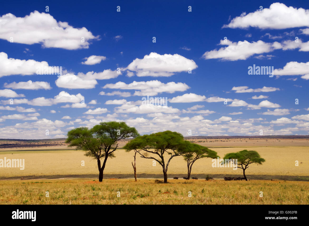 Akazien in afrikanische Savanne während des Mittags in Tarangire NP, Tansania Stockfoto Akazien in afrikanische Savanne während des Mittags in Tarangire NP, Tansania Stockfoto