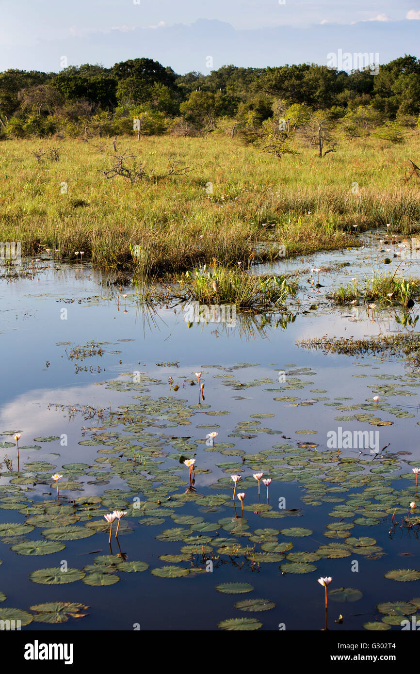Sri Lanka, Tierwelt, Yala-Nationalpark, Feuchtgebiet, Lotusblumen wachsen in Wasserbecken Stockfoto