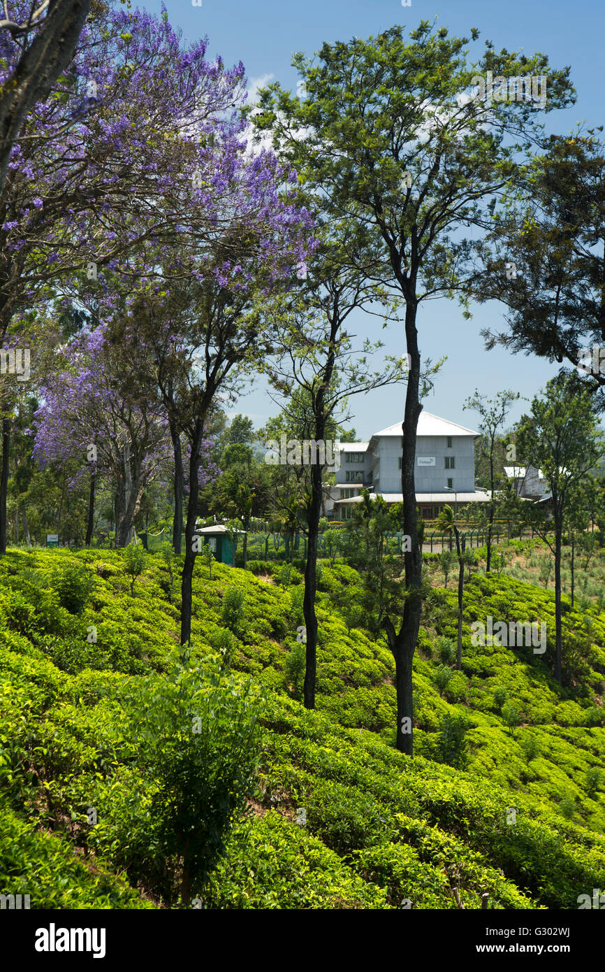 Sri Lanka, Ella, Passara Rd, blühenden Jacaranda Baum Estate werkseitig Finlay von Newburgh Grüntee Stockfoto