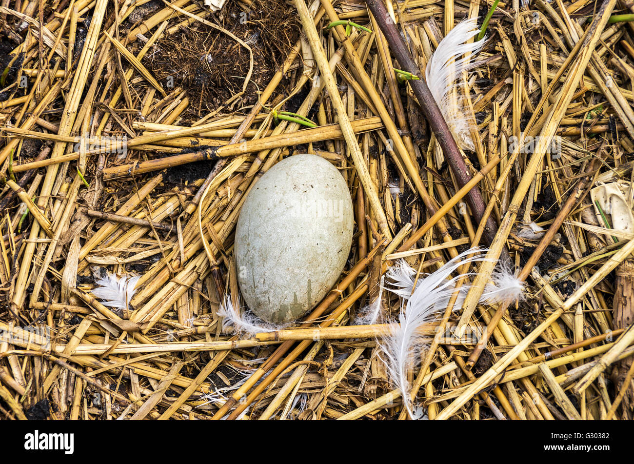 Vogelnest mit Ei Stockfoto