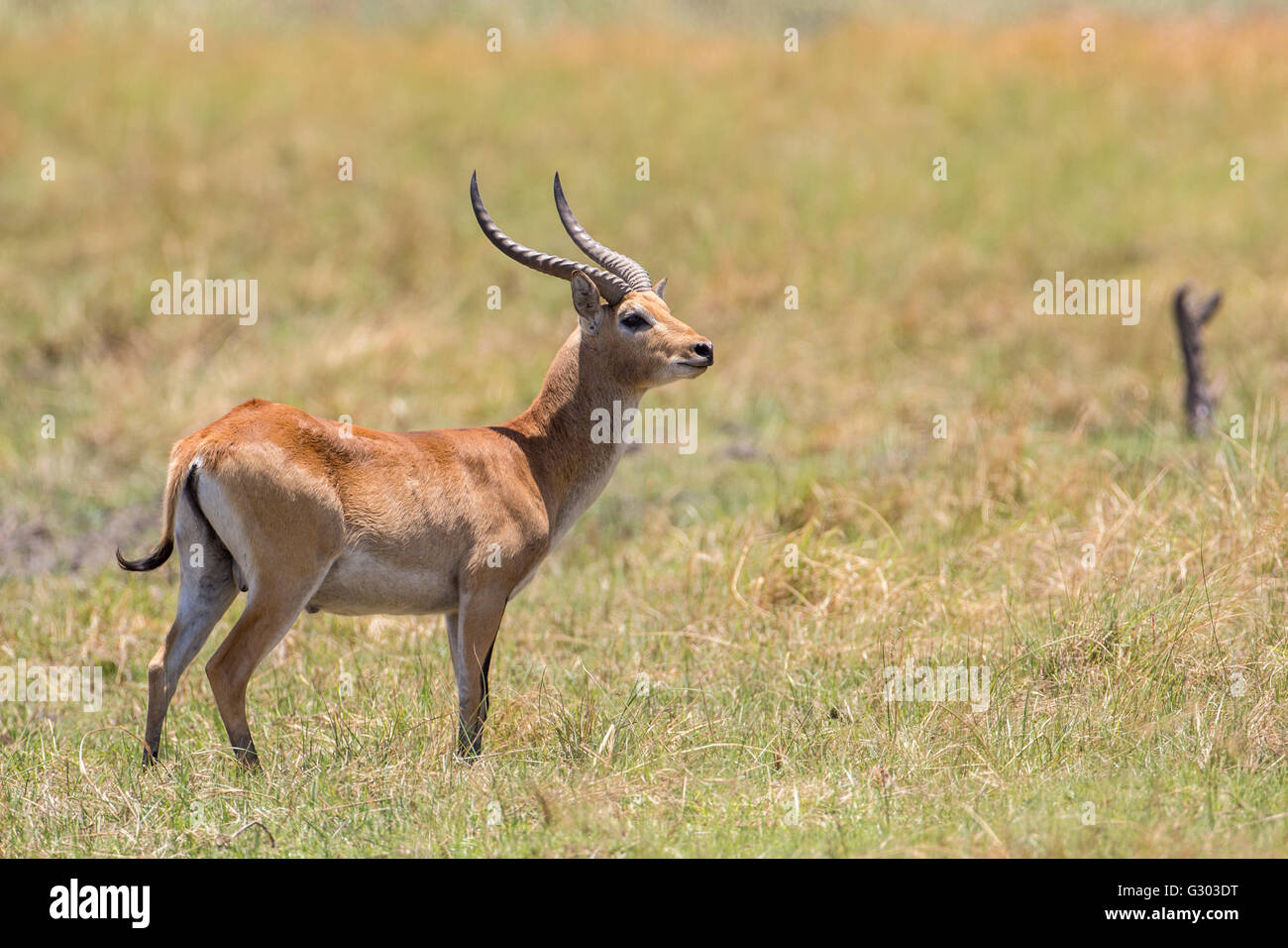 Marsh Antilope (Kobus Leche), Bwabwata Nationalpark Caprivi Strip, Namibia, Afrika Stockfoto