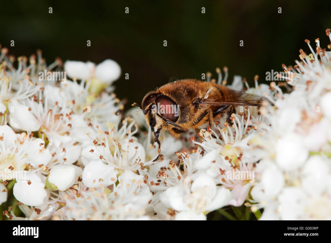 Drohne fliegen (Eristalis Tenax) auf Pyracantha Blumen Stockfoto