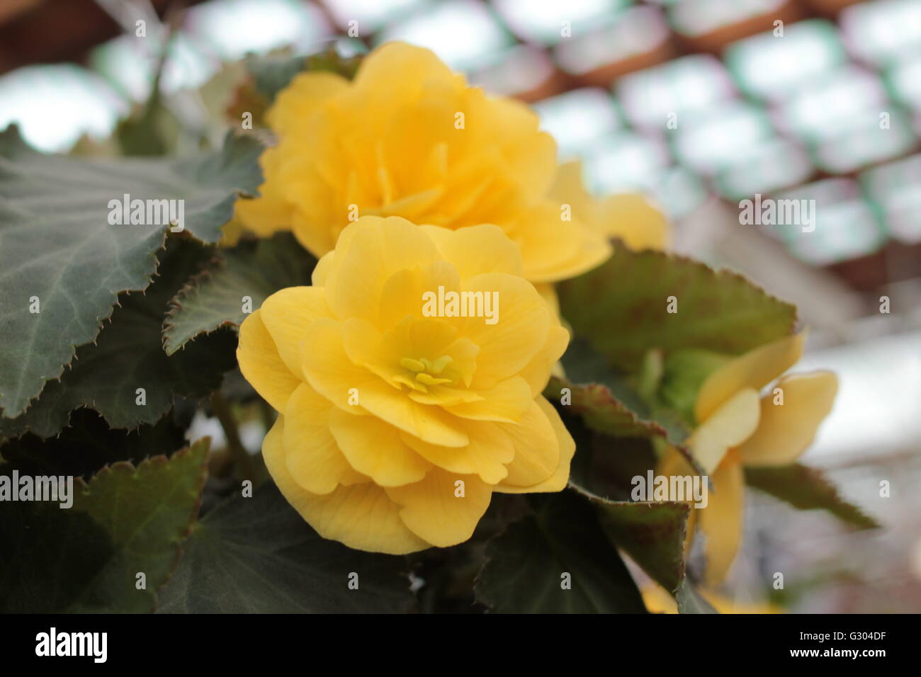 Große gelbe Begonie Blüte Stockfoto