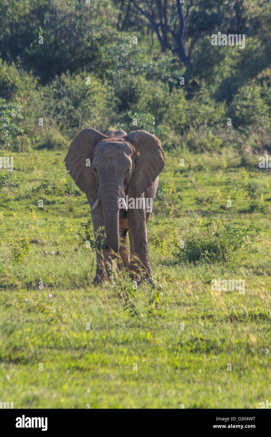 Elefanten in freier Wildbahn in Welgevonden Game Reserve in Südafrika Stockfoto