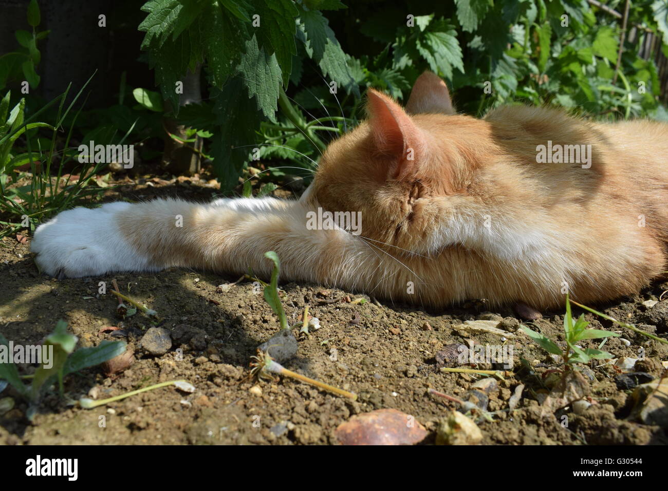 Ingwer-Katze mit weißen Pfoten ausgestreckt schläft auf trockenem Boden Boden Stockfoto