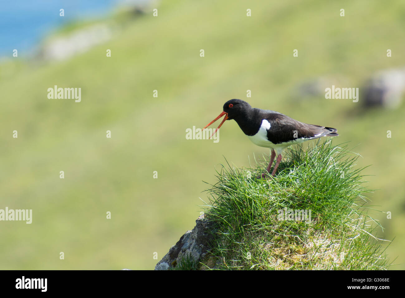 Eurasischen Austernfischer, Haematopus Ostralegus, sitzen auf Stein auf den Färöer Inseln Stockfoto