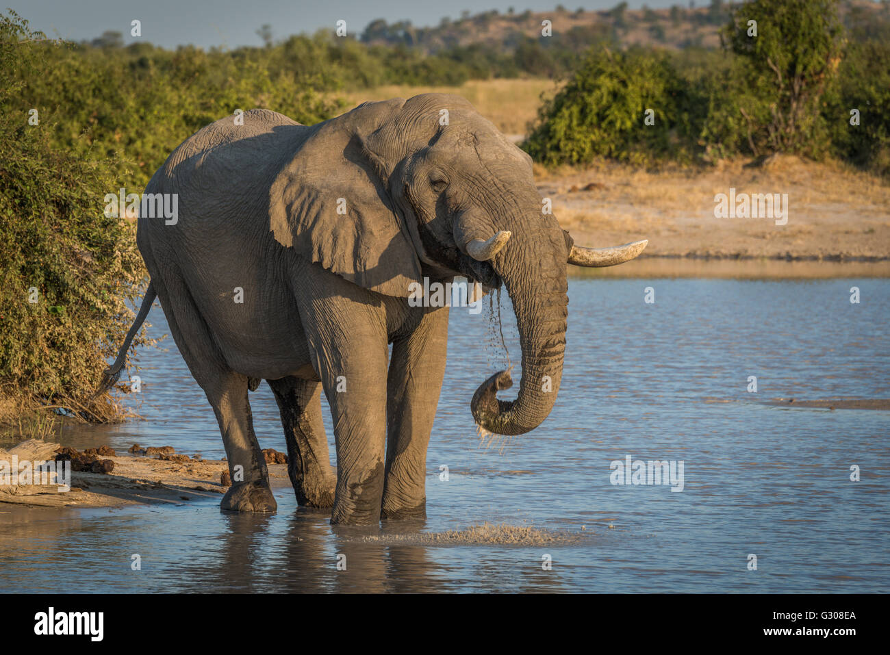 Elefanten bei Dämmerung aus Wasserloch zu trinken Stockfoto