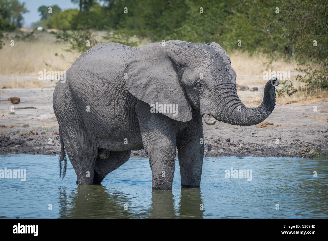 Elefant stehend im Wasserloch Anhebung Stamm Stockfoto