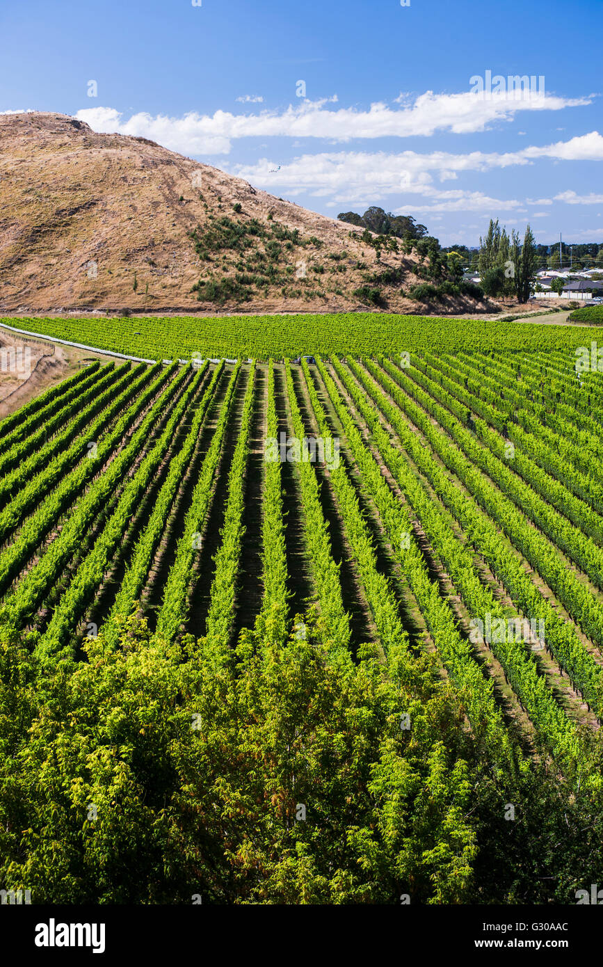 Weinberge bei Mission Estate Winery, Napier, Hawkes Bay Region, North Island, Neuseeland, Pazifik Stockfoto