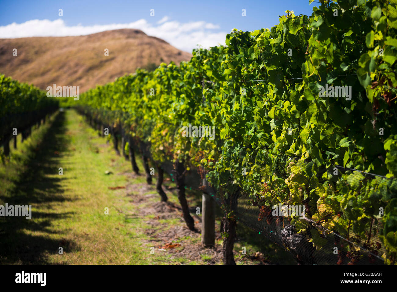 Weinberg am Clearview Estate Winery, Hastings, Hawkes Bay Region, North Island, Neuseeland, Pazifik Stockfoto