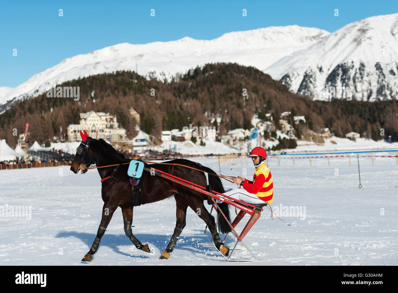 Trap Event, White Turf internationale Pferderennen, Winter, St. Moritz, Engadin, Graubünden, Schweiz, Europa Stockfoto