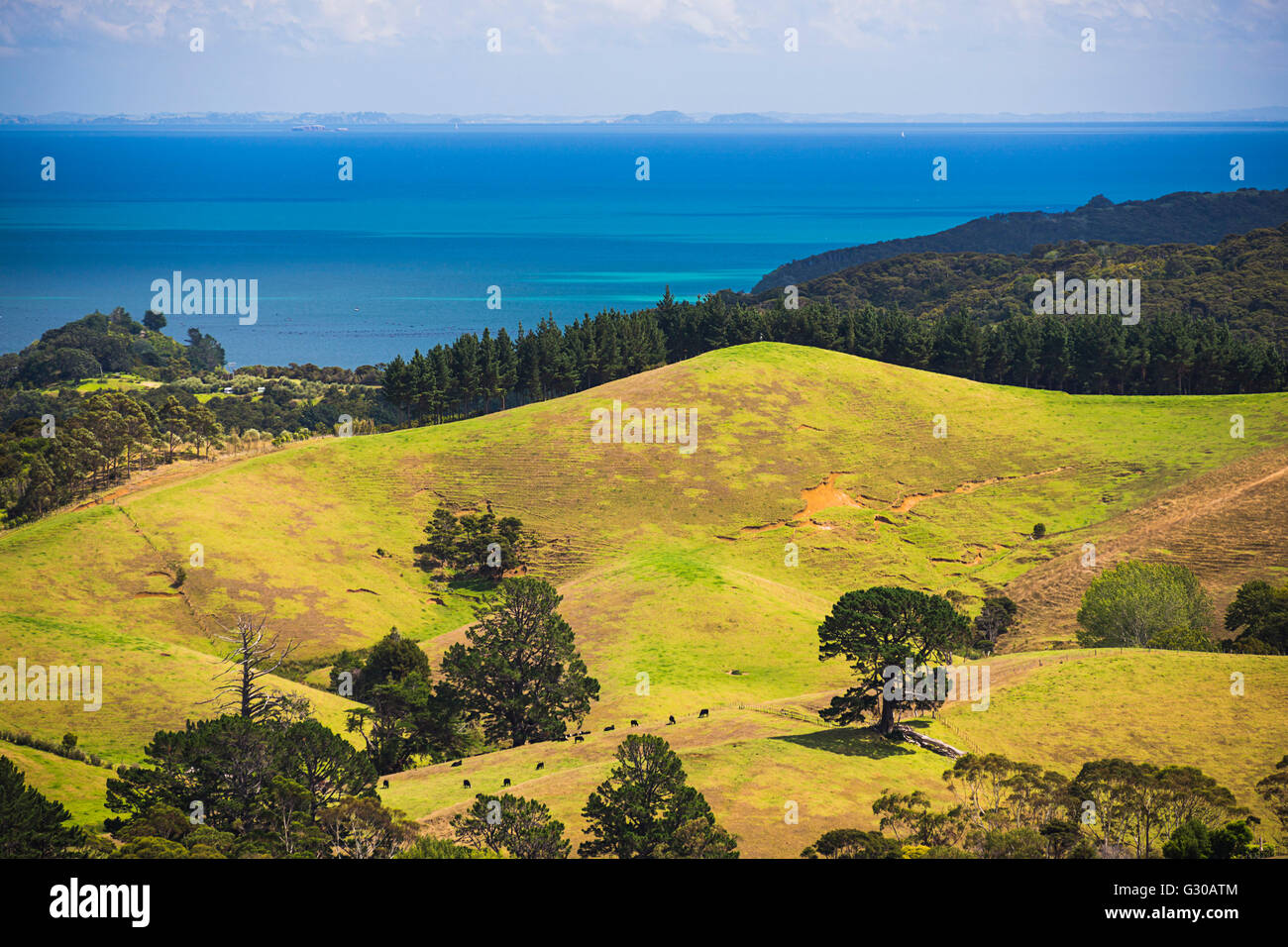 Küste in der Nähe von Coromandel Town, Coromandel Peninsula, North Island, Neuseeland, Pazifik Stockfoto