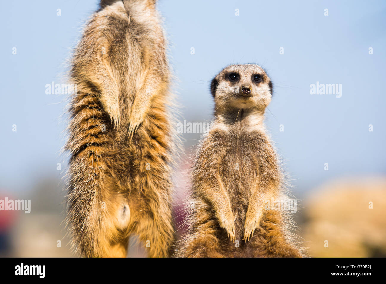 Das Erdmännchen (Suricate) (Suricata Suricatta), Vereinigtes Königreich, Europa Stockfoto