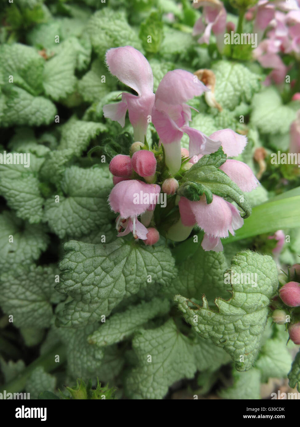 Blüten und Blätter von Lamium "Marshmallow" (Lamium Maculatum) Stockfoto