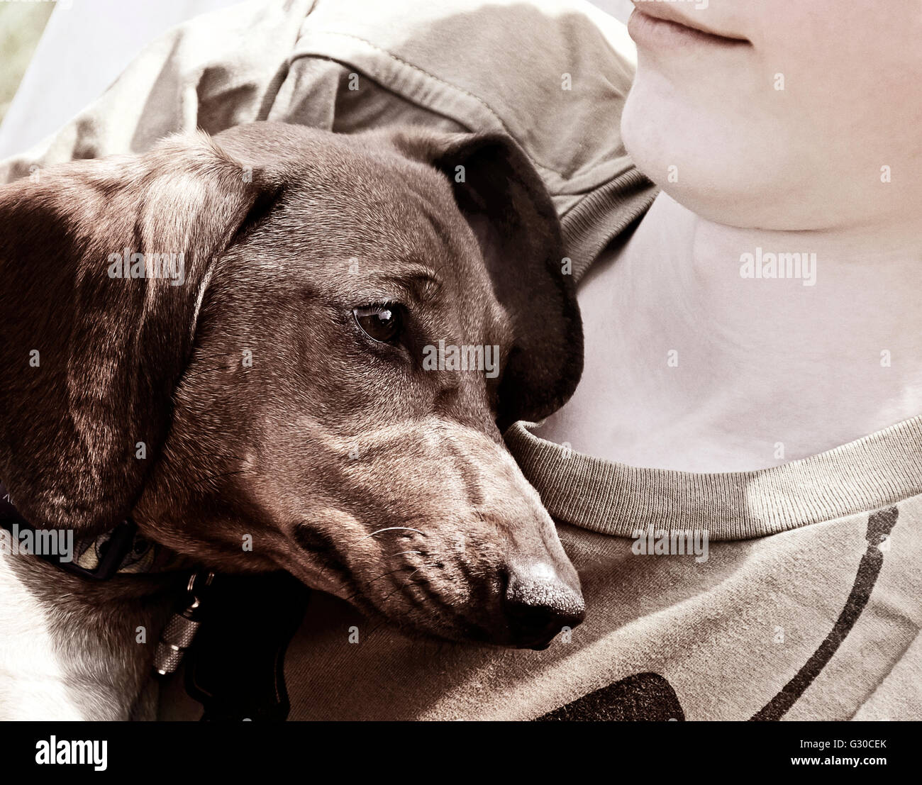 Hund und junge Stockfoto