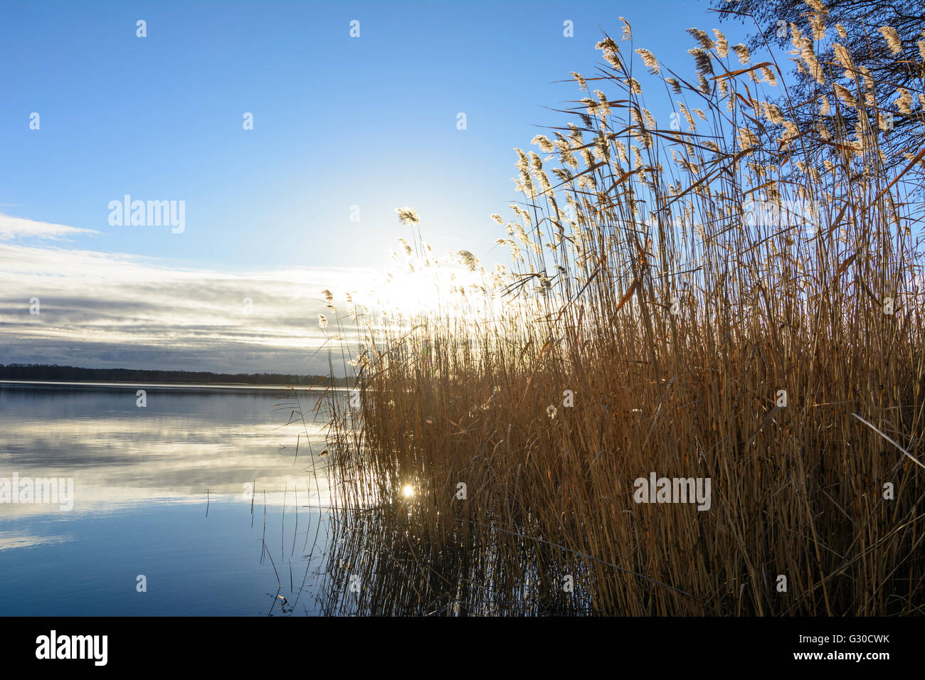 Teich Neuendorfer Teich der Peitzer Teiche mit Schilf, Deutschland