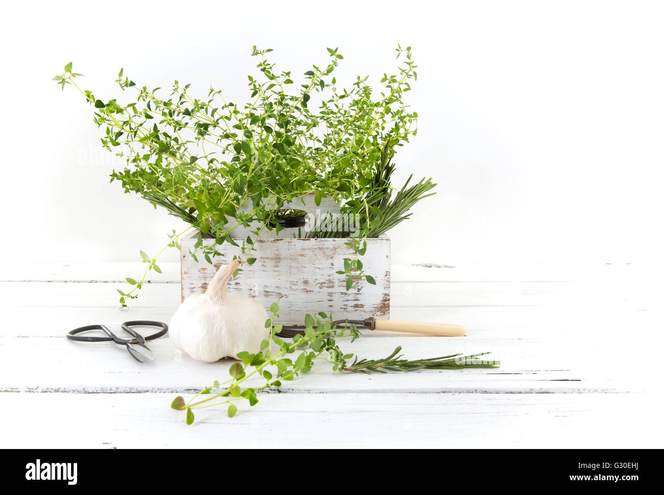 Frisch geschnittene Kräuter aus dem Garten (Rosmarin, Thymian, Petersilie, Knoblauch) in weiße Holzkiste auf Holz Küchentisch Stockfoto